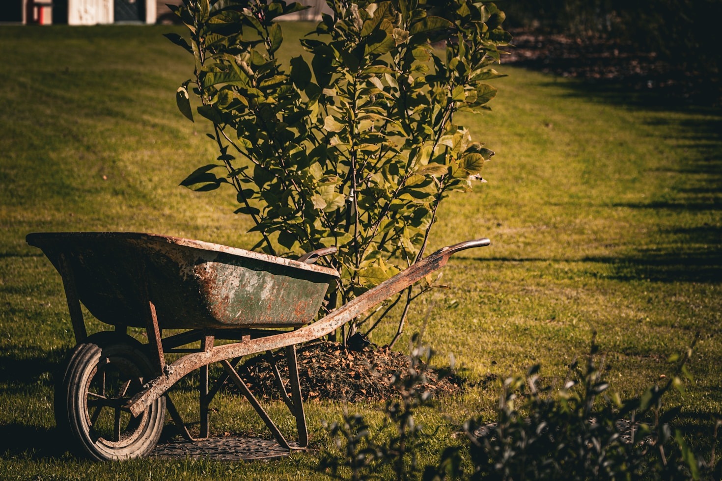 The Importance of Pruning for Garden Health